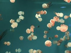 -大连圣亚海洋世界