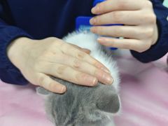 -北京观赏动物医院·24小时大型综合·猫专科·异宠专科