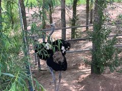 -鄂尔多斯野生动物园