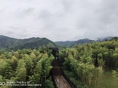 -大唐贡茶院