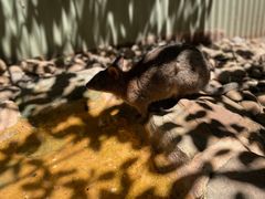 -费瑟代尔野生动物园