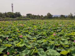 -羊亭河湿地公园