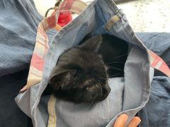 -萌兽医馆·绝育·24小时内科·宠物医院(德胜店)