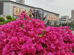 -循礼门鲜花花市(武汉循礼门店)