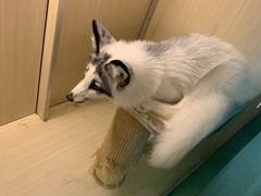 -藦茜花园宠物主题亲子互动体验馆(国顺东路店)