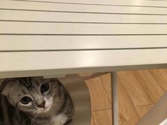 -Cappucimeow猫咪咖啡馆(韦伯时代店)