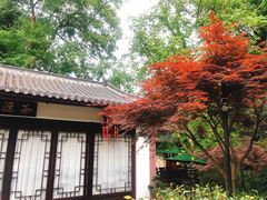 -十八棵（老龙井）御茶园(老龙井店)
