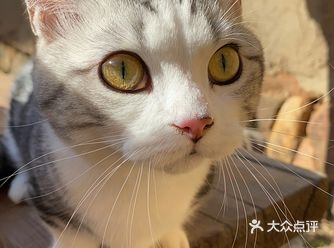 很赞的一家猫咪寄养店铺～