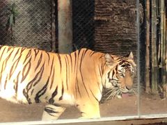 -清迈夜间动物园