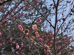 -洋湖国家湿地公园