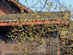 -峨眉山报国寺