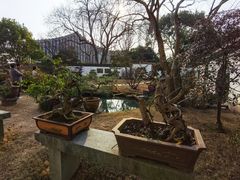 -上海醉白池公园