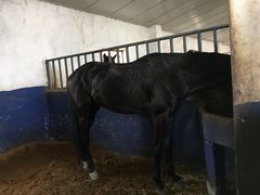 -重庆和泰马术俱乐部