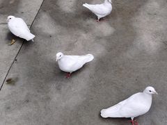 景点-史努比缤纷世界