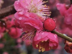 -贡湖湾湿地公园