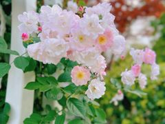 -昆山城市生态森林公园