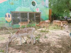 -鄂尔多斯野生动物园