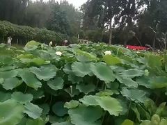 -三圣花乡旅游区