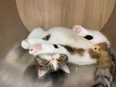 -瞄一喵猫咖(格力海岸店)
