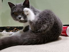 -藏猫猫咖啡主题馆(中央大道店)