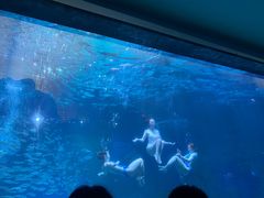 -海合安成都极地海洋公园