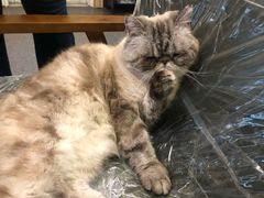 -猫色咖啡·猫咖