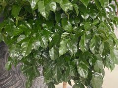 -三圣花乡旅游区