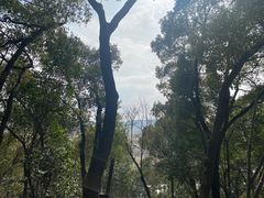 -上海佘山国家森林公园天马山园