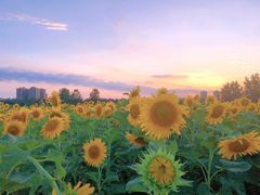 -汉长安城未央宫国家考古遗址公园