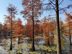 -池杉湖湿地公园