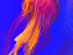 -上海海洋水族馆