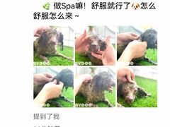 -BABYDOG宝贝狗宠物乐园(欧洲城店)