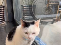 -喜多萌中农锦绣动物医院24H·猫科·牙科MRI·CT