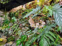 -北京植物园-展览温室