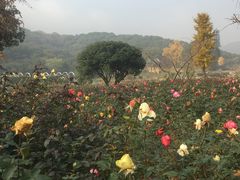 -龙寺生态园
