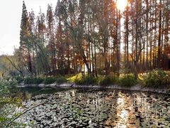 -宜兴龙背山森林公园