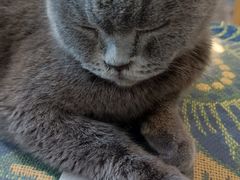 -平行世界·猫咖(首经贸店)