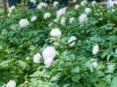 -上海鲜花港