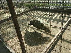 -意大利农场度假村