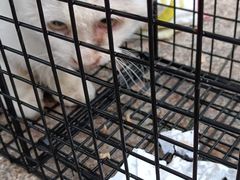-萌兽医馆·犬猫专科·眼科中心·宠物医院(朝阳门分院)