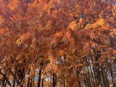 -上海海湾国家森林公园