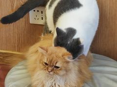 -MOCHA明星猫咖(田子坊店)
