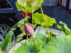 -乡党臊子面(丰庆公园店)