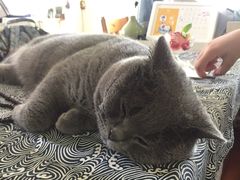 -海边的猫和咖啡馆