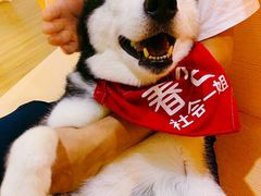 -Husky Go! 哈士奇体验馆·宠物咖啡厅狗咖