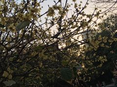 -章华寺