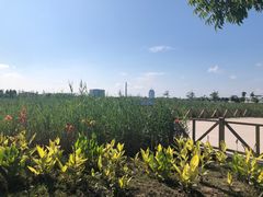 -鹦鹉洲湿地公园