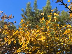 -北京西山国家森林公园