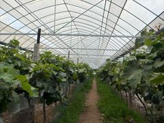 -马陆小张葡萄园农家乐