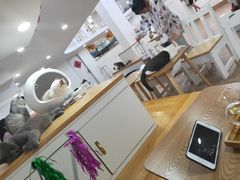 大堂-李小姐の猫咖啡馆(五角场店)
